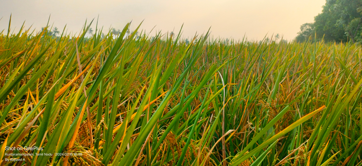 Mappillai Samba Rice: The Legendary Heirloom Grain